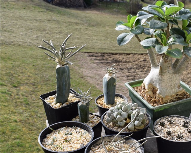 astrophytum caput medusae 