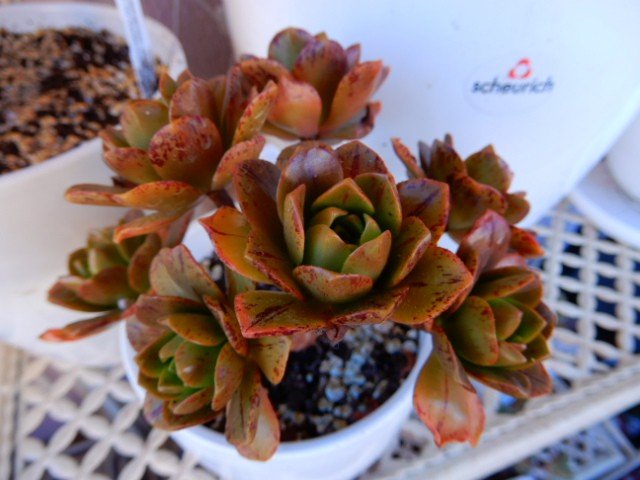 aeonium+++++++++