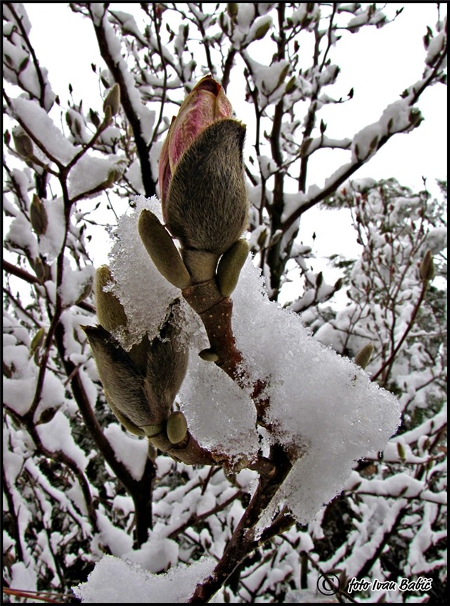 magnolija pod snijegom 2