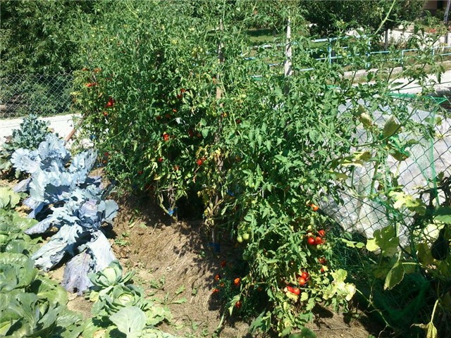 vrt_201208_3