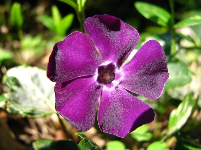 Vinca minor 'Atropurpurea'