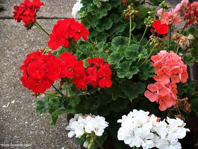 pelargonije