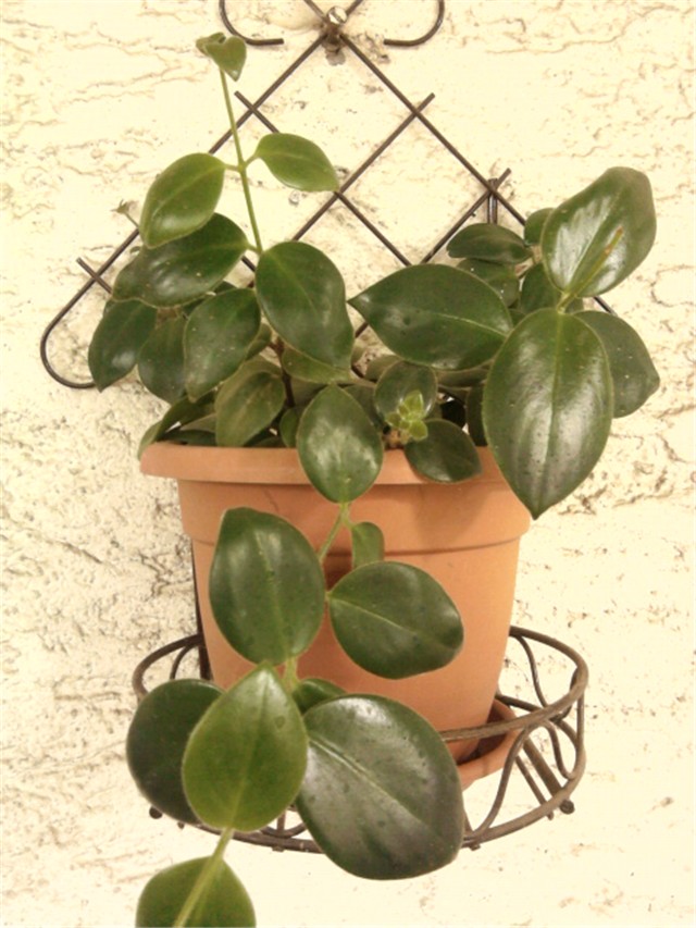 eskinantus 