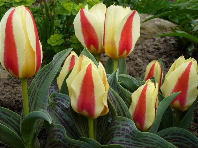 Tulipani Sreća