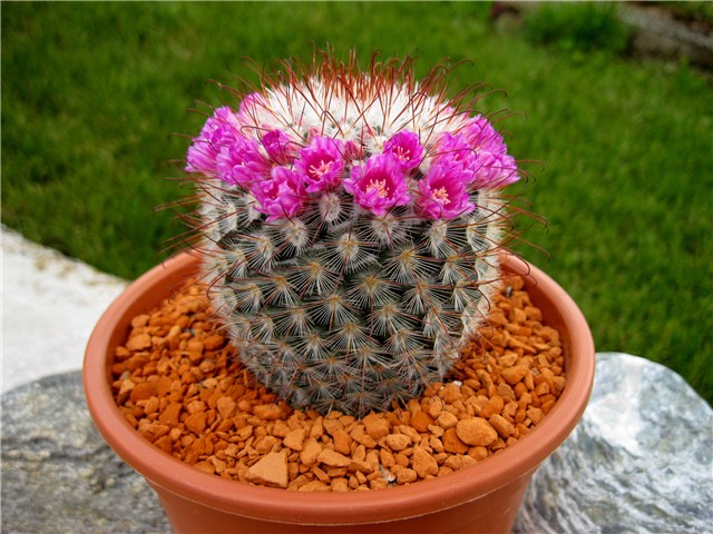 Mammillaria bombycina