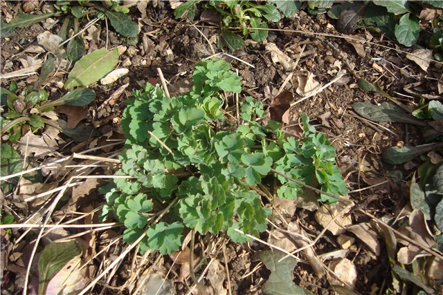 pakujac