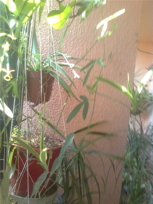 pasiflore