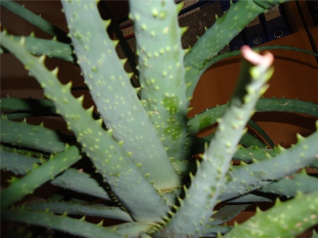 arborescens-
