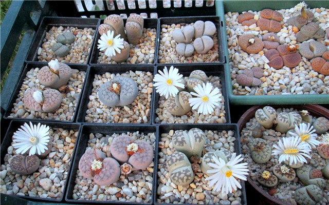 lithops