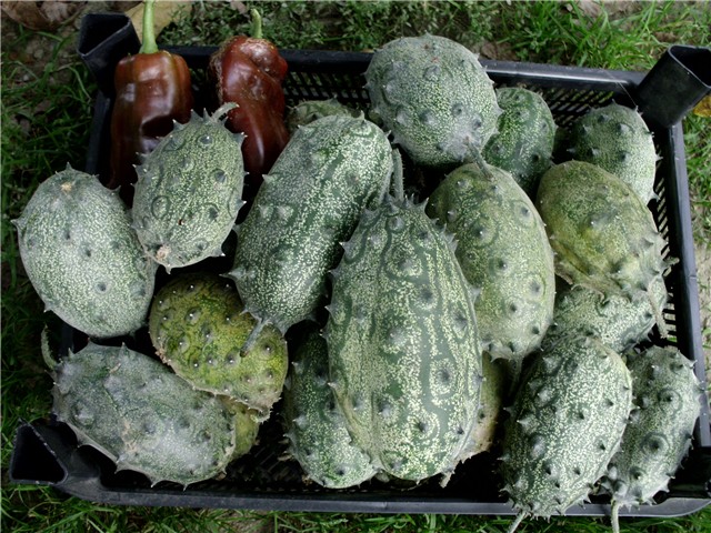 kiwano