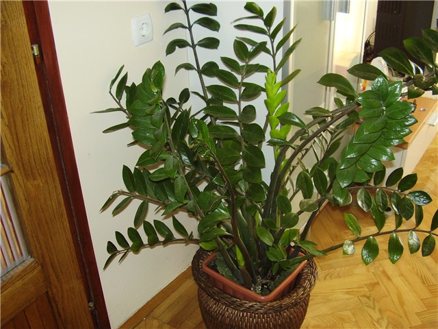 Zamioculcas