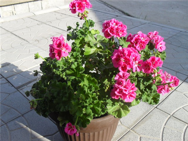 pelargonija