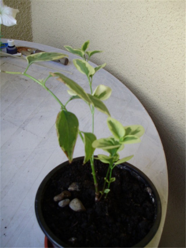 vinca?