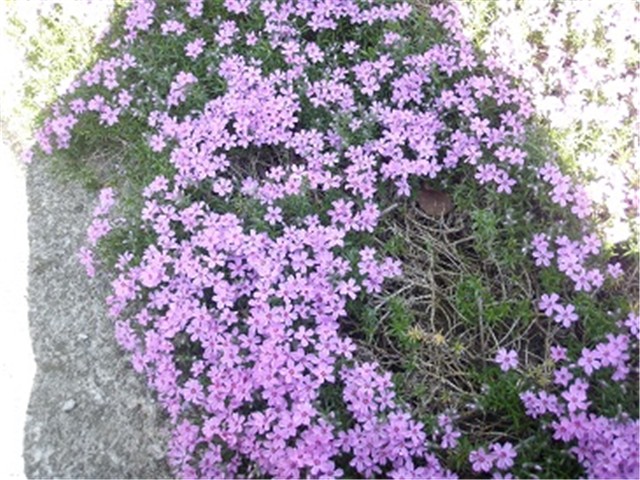 phlox