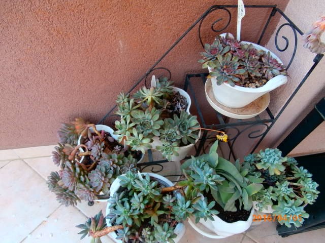 echeveria8