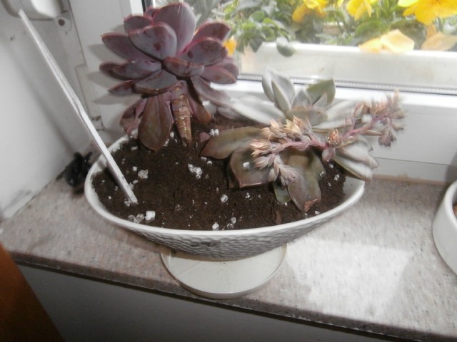 ECHEVERIA
