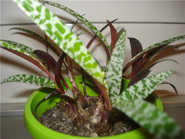 ladebouria socialis1