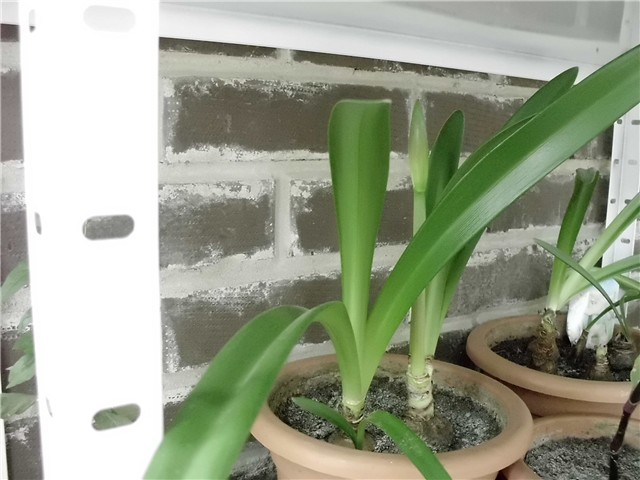 amarilis crveni1