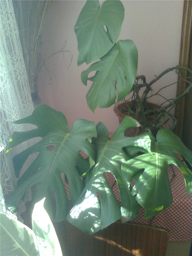 monstera