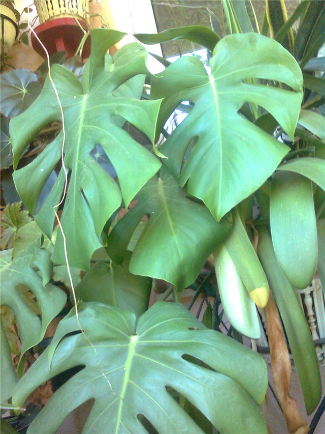 filodendron