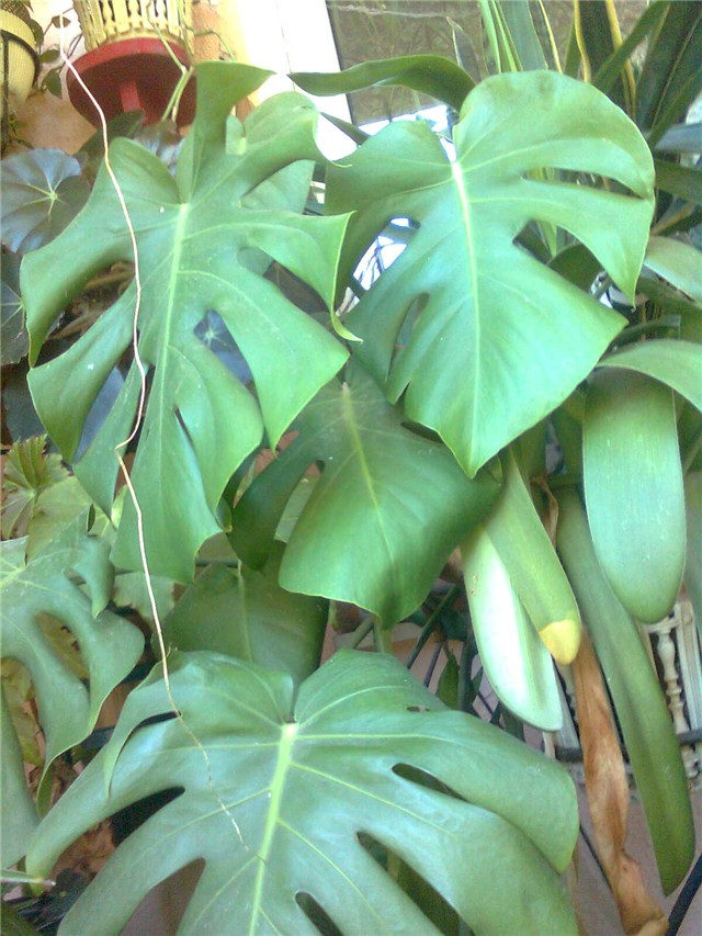 filodendron