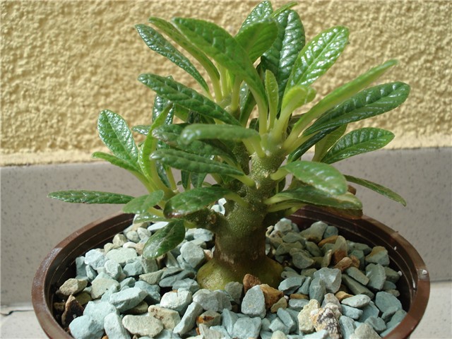 dorstenia gigas 6