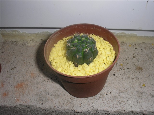 kaktus