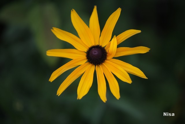 rudbekija