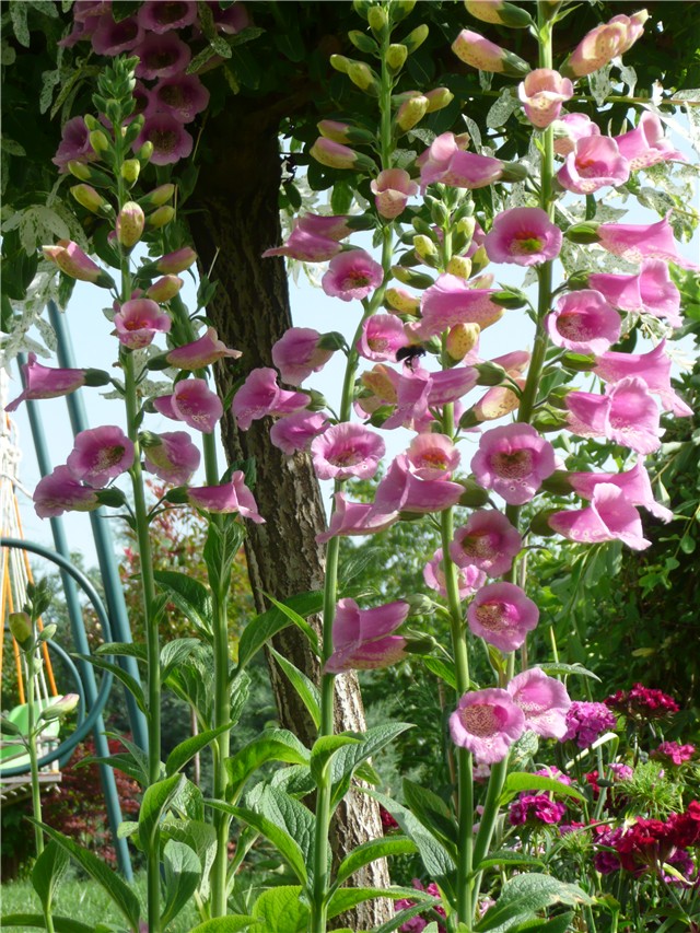 digitalis