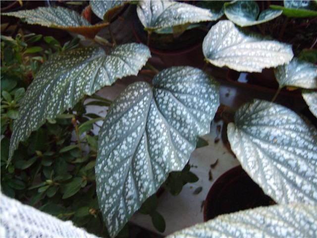 begonia