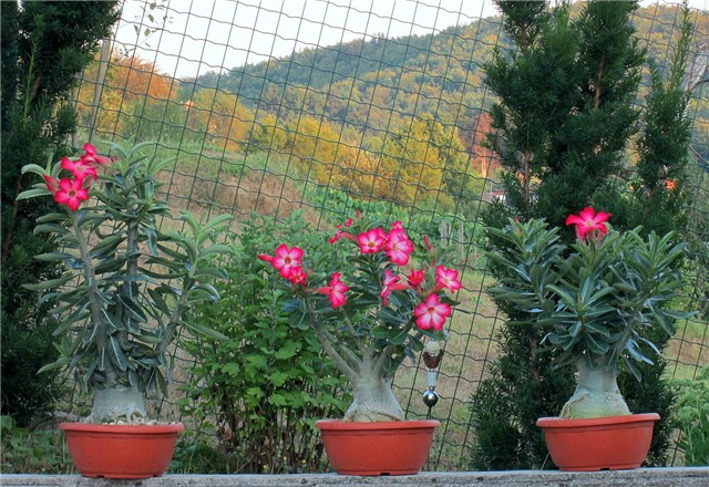Adenium obesum
