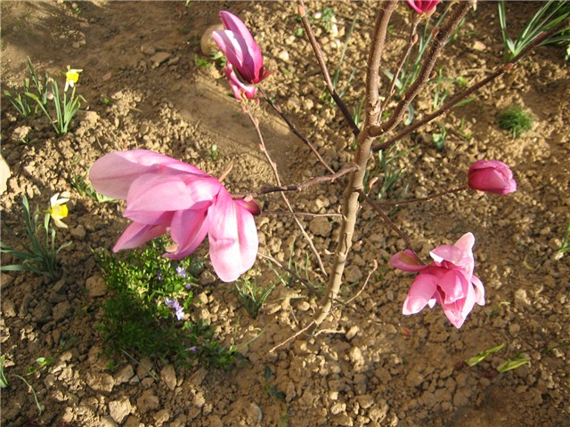 Magnolija