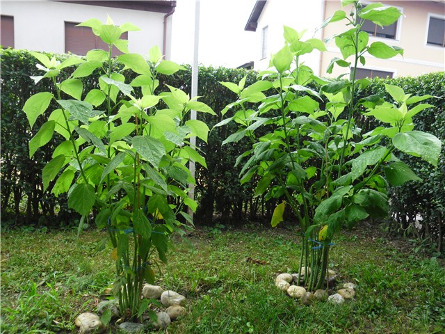 močvarni hibiskus