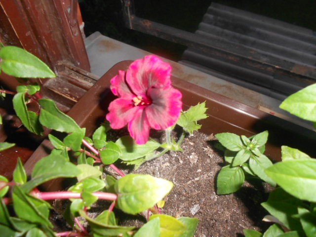 engleska pelargonija