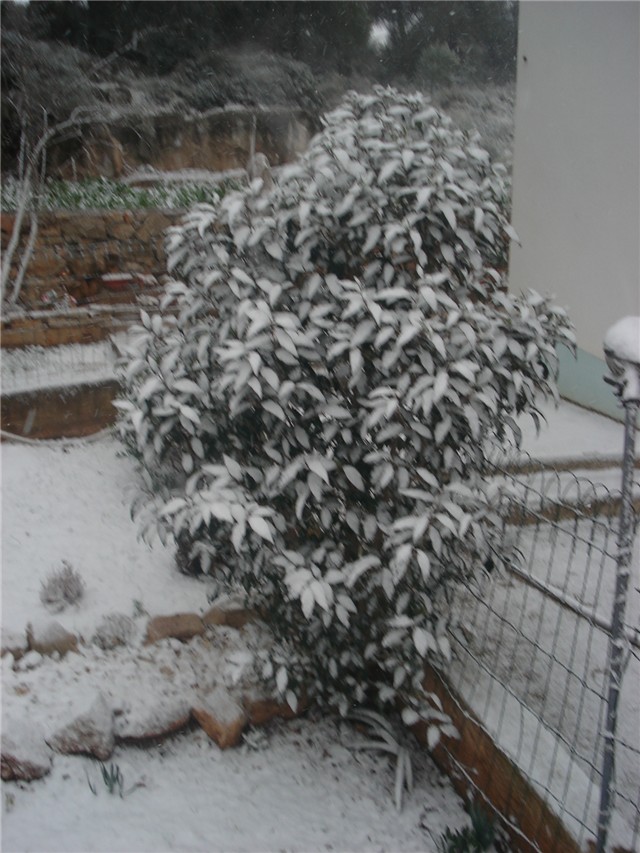 lingistrum u snijegu