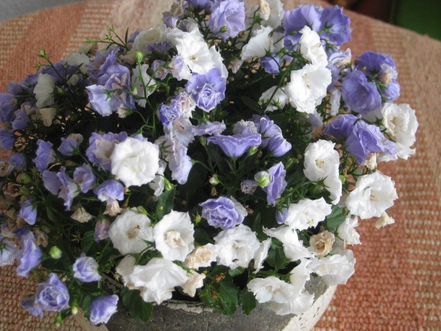 campanula