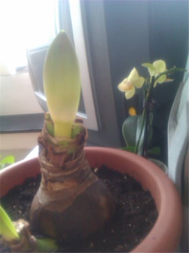 Amarilis