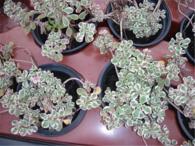 sedum