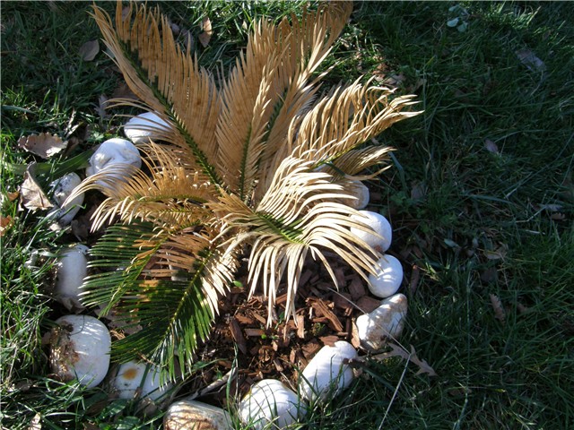 Cikasica i zima 2011