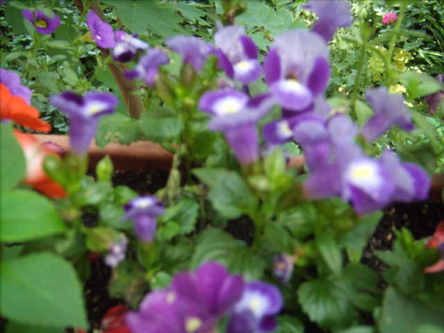 torenia