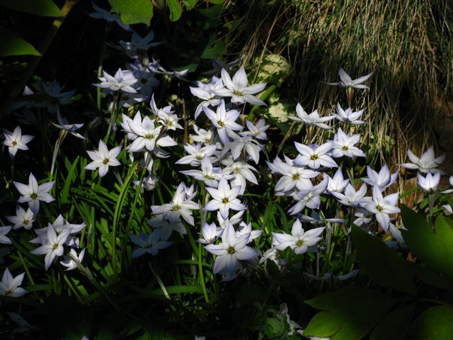 Ipheion uniflorum 