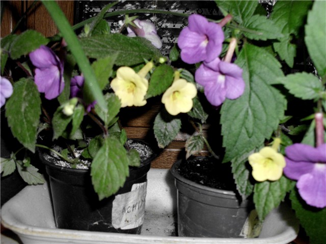 achimenes3