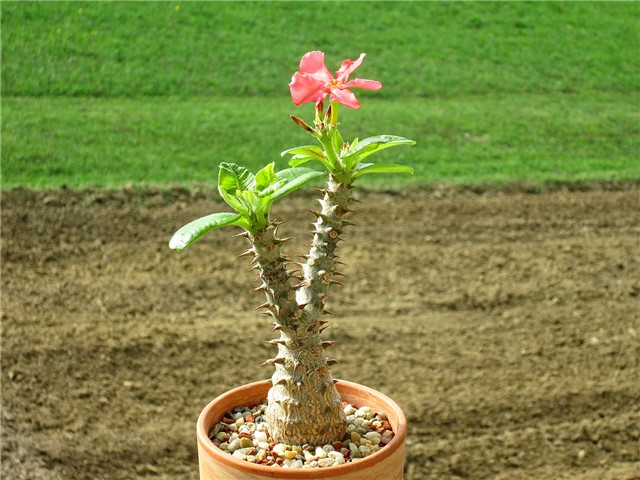 pachypodium baronii windsori