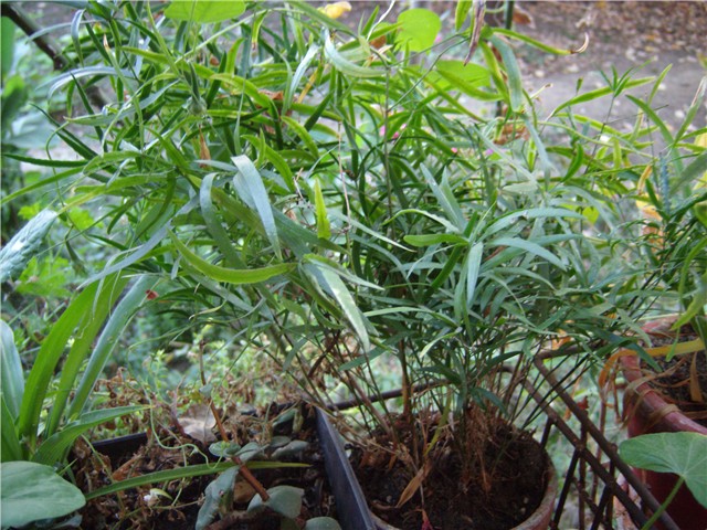 asparagus