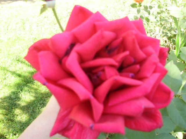 crvena ruža - 