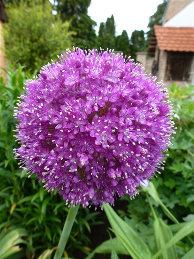 Alium