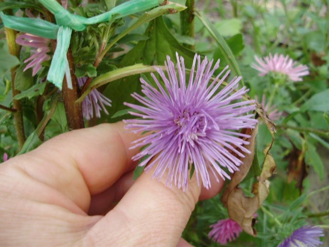 lijepa%20kata,%20astra,%20ljetni%20zvjezdan%20-%20lat.%20callistephus%20chinensis%20