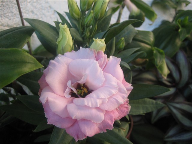 Lisianthus eustoma