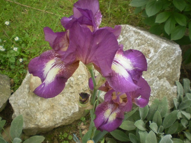 perunika