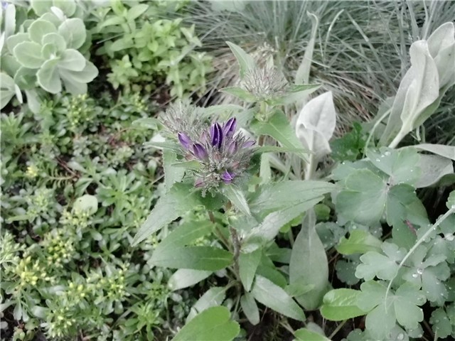 campanula glomerata